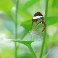 微信头像图片大全植物花草图像【点击鼠标右键下载】