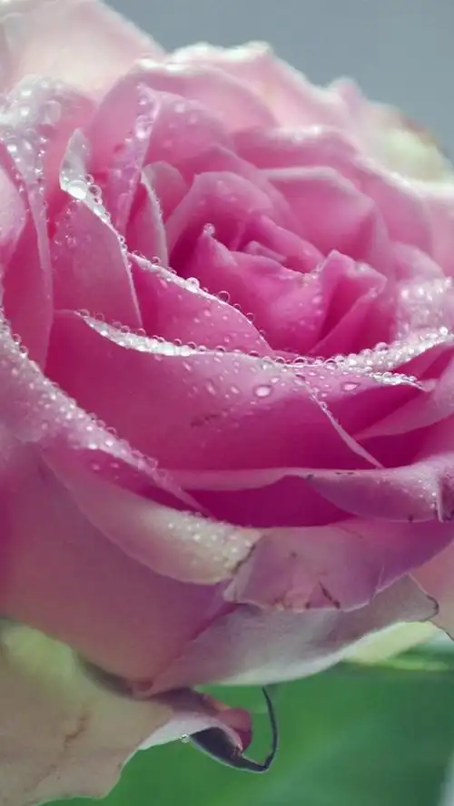 壁纸 粉红色的玫瑰,花,水滴 2560x1440 qhd 高清壁纸, 图片, 照片