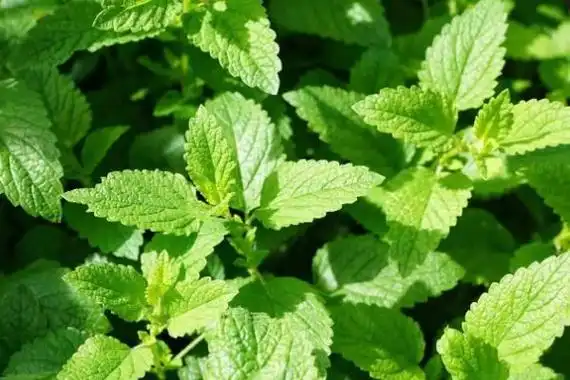世界最出名的十大草本植物,罂粟上榜,第三是著名强壮滋补药