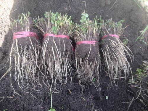 野生当归苗中药材种苗庭院阳台盆栽种植移栽易成活 3棵