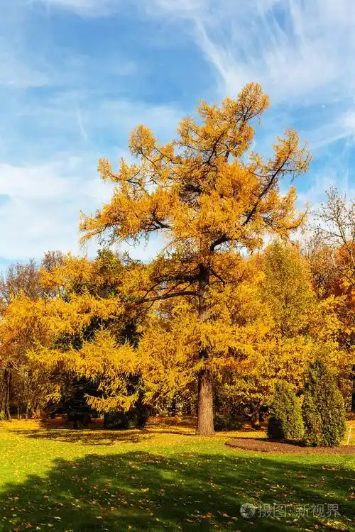 落叶松在阳光明媚的秋天照片-正版商用图片0wy9u1-摄图新视界