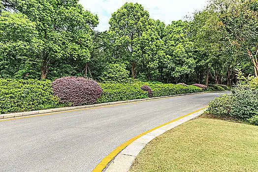 绿色树林和乡村柏油路
