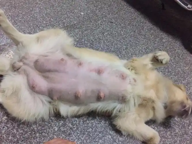 金毛怀孕62天没有要生的迹象