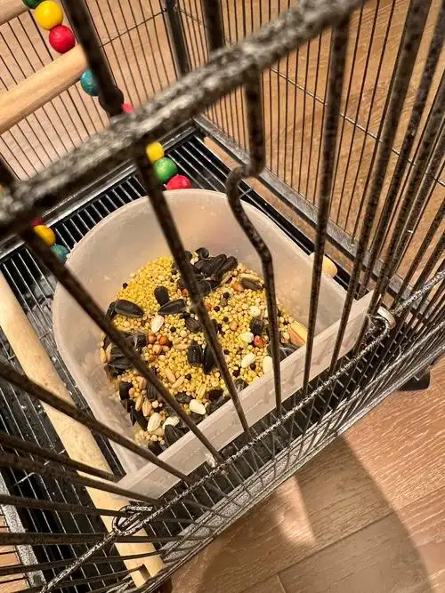 玄凤突然拔绒毛,一地鸟毛,为什么?