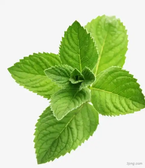 绿色薄荷叶png素材透明免抠图片-动植人物-三元素3png.com