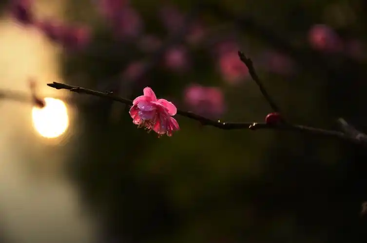 河面太阳的倒影的光芒照着盛开的梅花上.