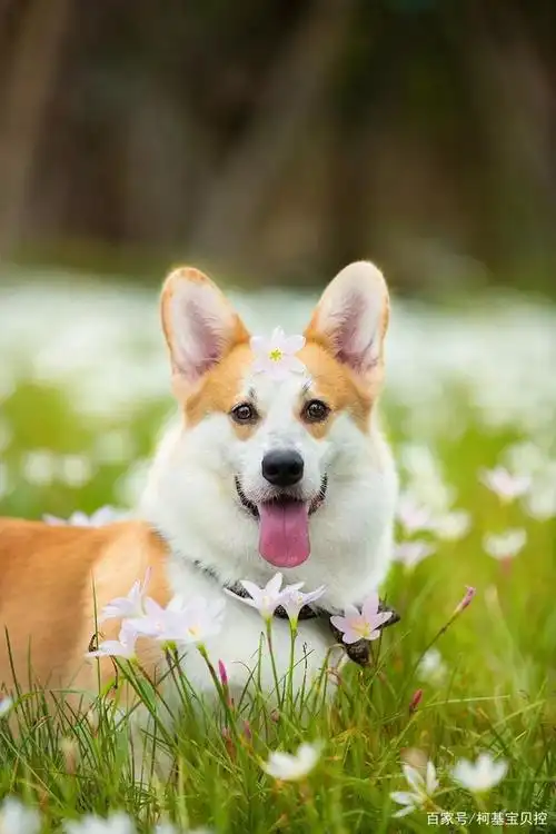 柯基小短腿高清美图,喜欢的来拿!