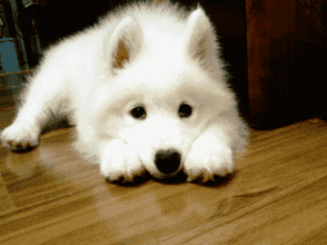 这些萨摩用尽毕生功力在卖萌,我也就是看了几十遍而已!