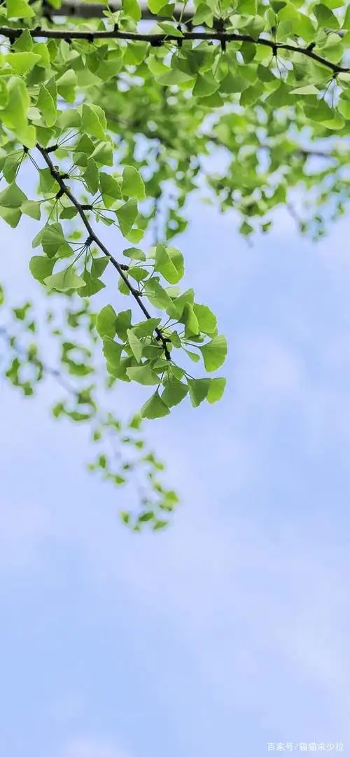 文艺小清新护眼高清全屏壁纸风景宁静