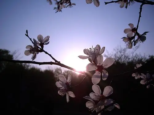 【图片11】五一献礼--梅花与太阳--蜂鸟论坛照片套图