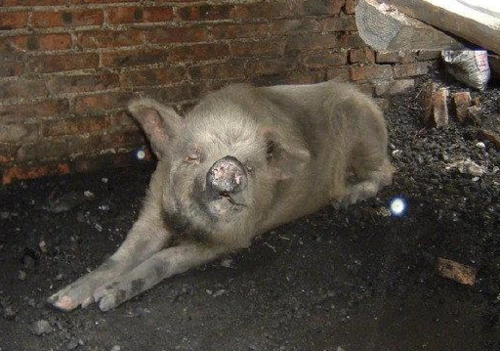 兽医称猪坚强已入弥留,猪坚强活了多少岁?为什么叫猪坚强?
