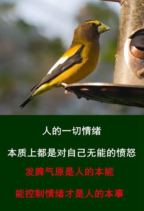 口无遮拦,不是直率,是缺乏教养,发脾气是本能,控制脾气是本事