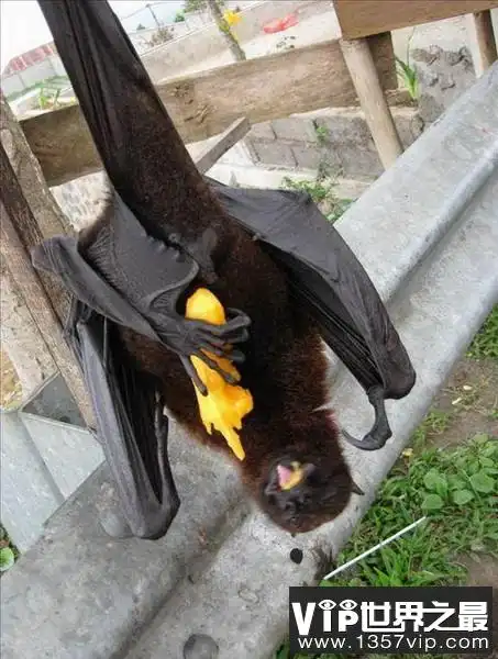 这种巨型蝙蝠是马来大狐蝠,是世界上最大的蝙蝠.