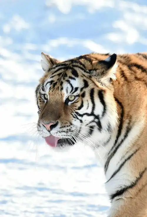 给圣诞夜添点中国味刚从东北拍片回来(东北虎)