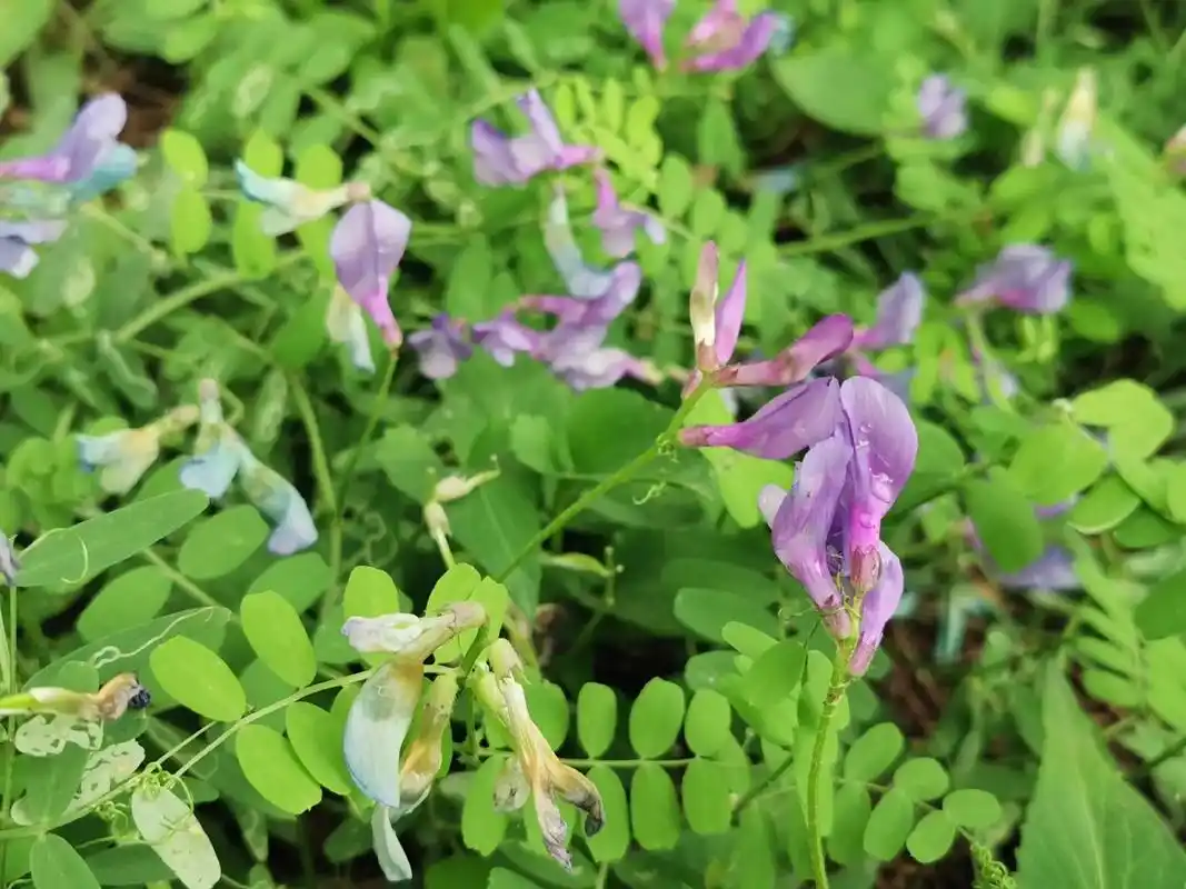 身边的草木之花:大花野豌豆