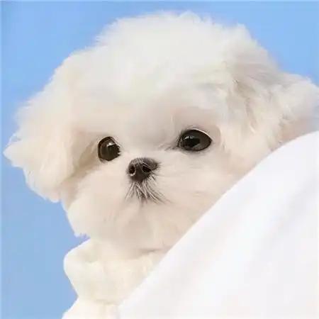 超级可爱的萌宠头像 萌宠来袭 萌化你的心_动物头像_头像屋