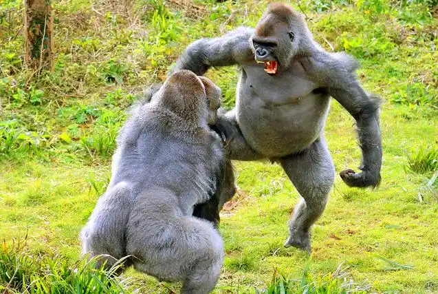 英动物园两猩猩为马铃薯捶胸