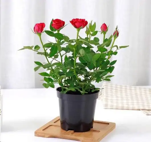 月季小盆栽买了2天就黑杆选苗时注意这3点很重要