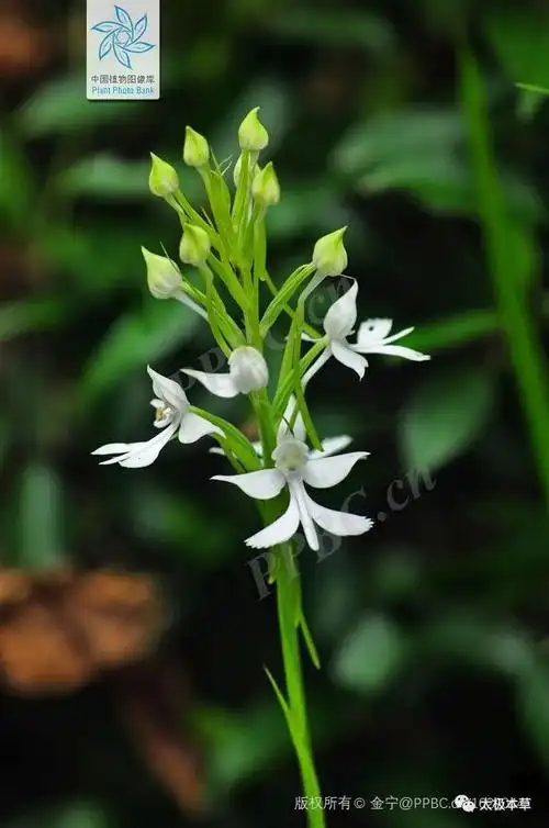 白花草,见过吗?能治热淋