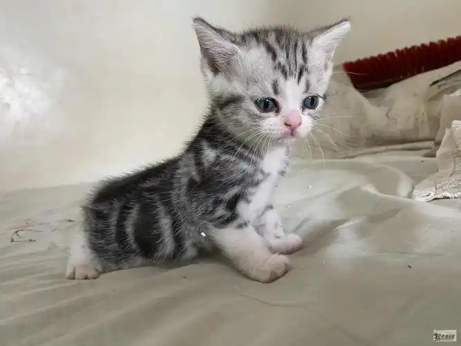 美短幼猫出手啦