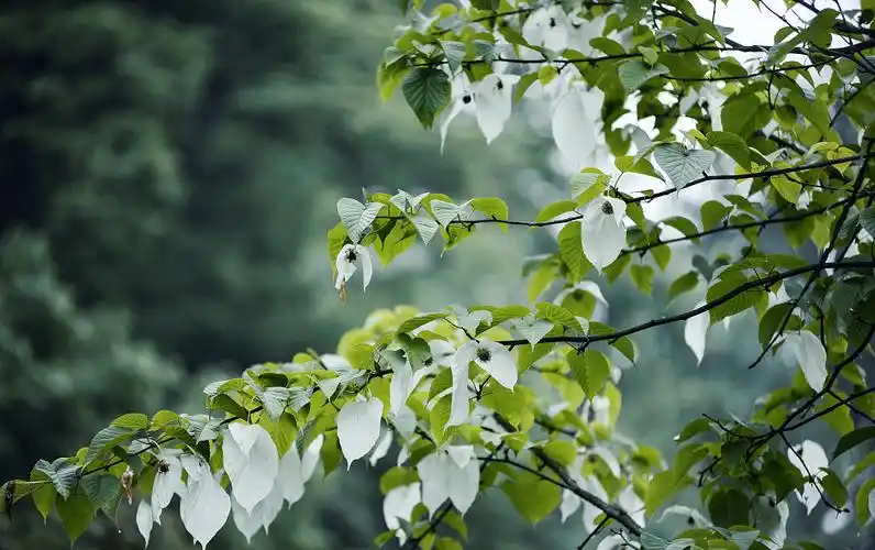 成都周边3条最强踏青线路,赏花摘茶徒步祈福_荥经县_雅安_茶园