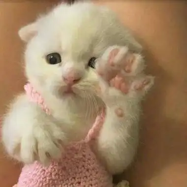 qq头像可爱的小猫头像