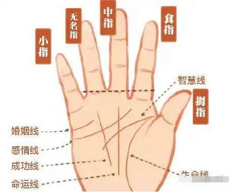 看手相预测老师从手相看你有没有做女强人的潜质