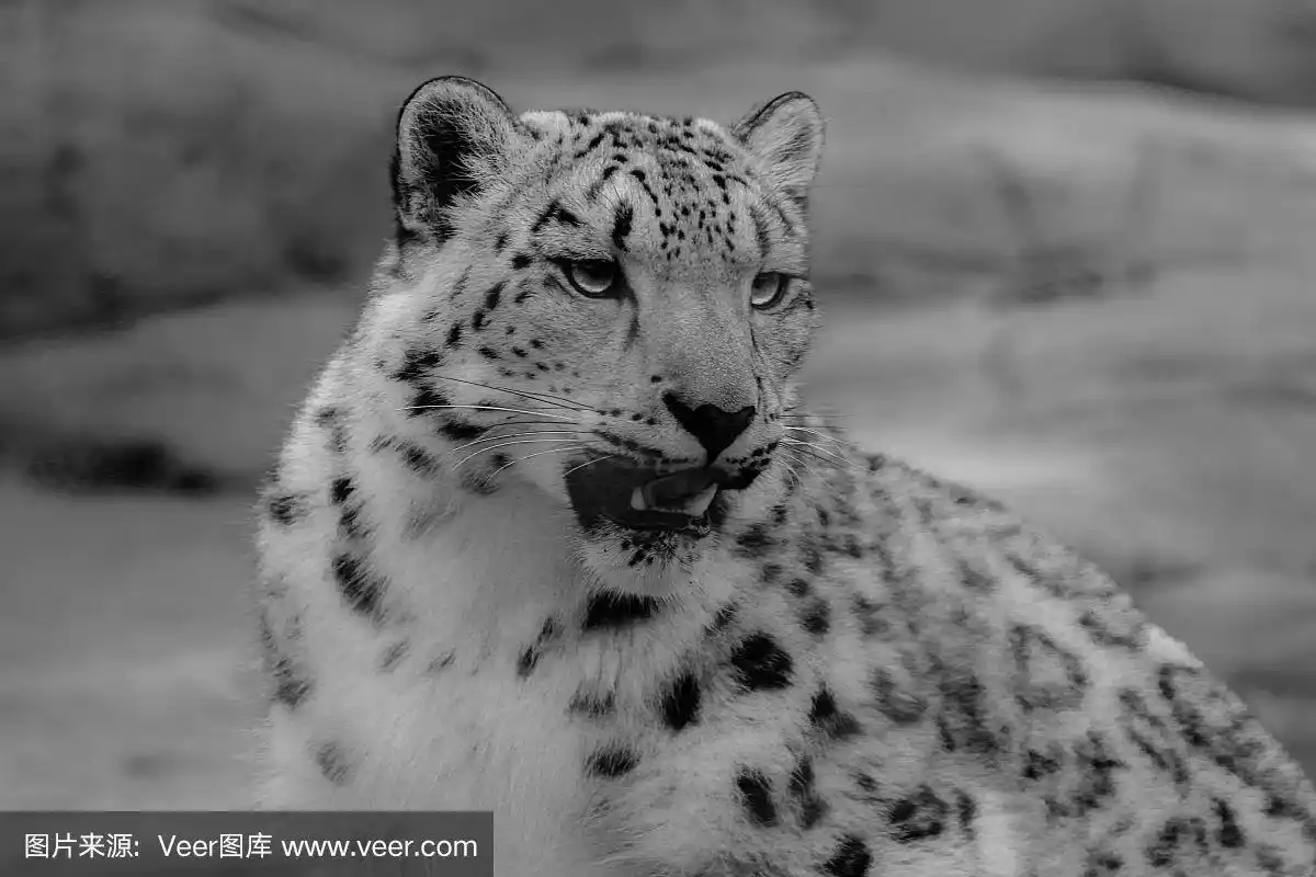 黑白照片的美丽雪豹动物