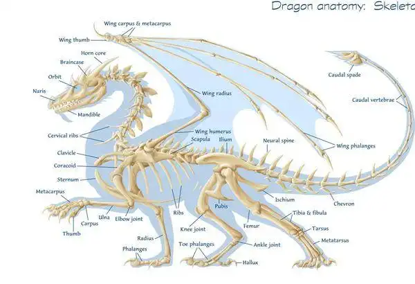 以上是东方龙 掌握了结构以后,只要多练习就可以画好啦.