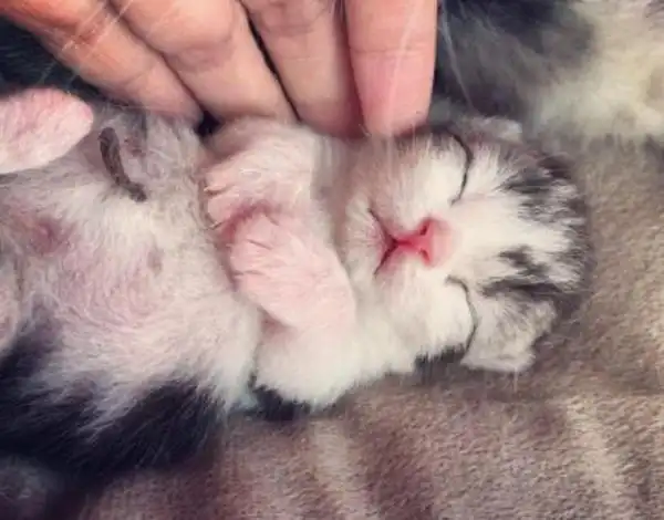如何饲养刚出生的小奶猫