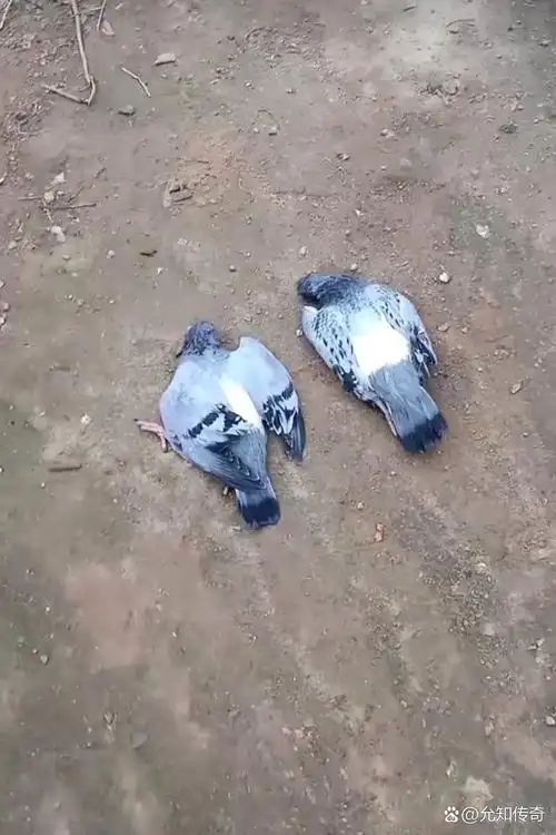 十几只鸽子,没想到突然间就扑棱棱落地死了,就剩下笼子里面养的几只了