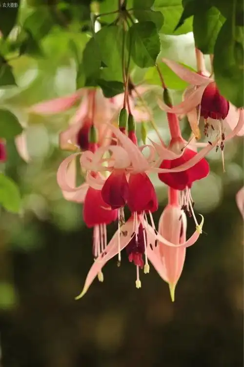 到农夫庄园看世界上最美的倒挂金钟,这次真的到了金钟的老家澳村去