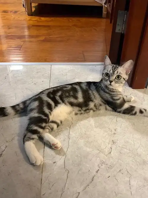 美短虎斑无偿领养