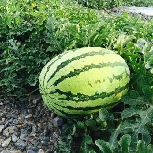 石缝瓜0.98元/斤