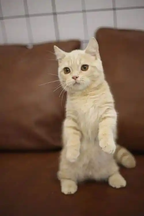 纯乳色乳白英短矮脚找新家