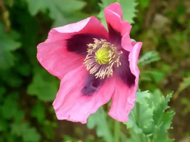 重瓣罂粟可以合法种植吗