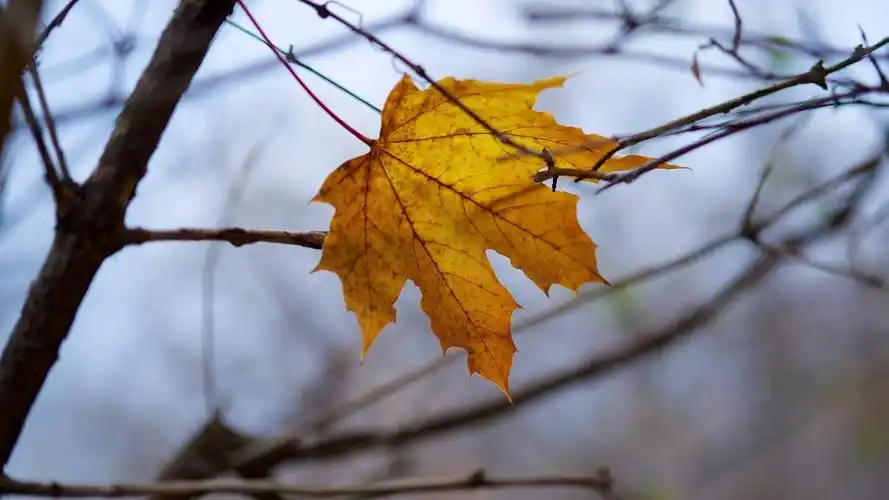 黄叶子,树枝,秋天,黄昏 壁纸 - 1920x1080 全高清