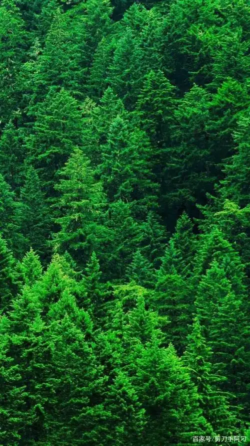 纯绿色自然美分享收藏