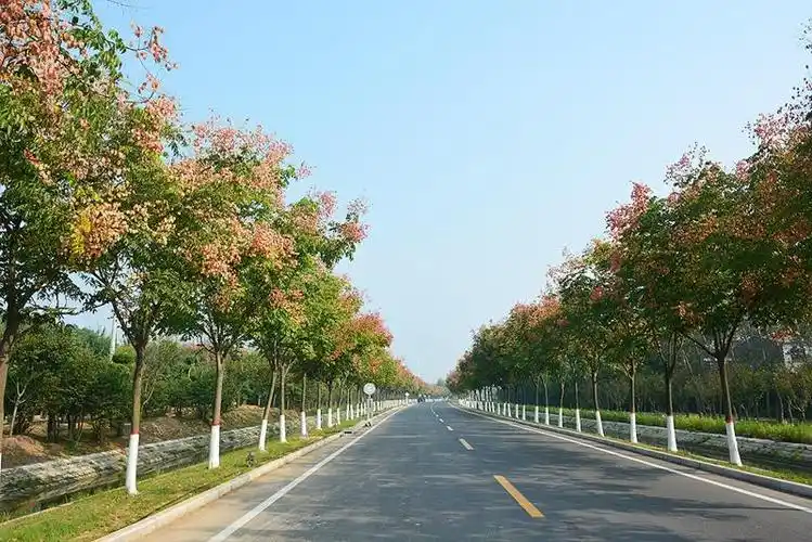 彩色栾树成为城乡道路上亮丽的风景 (资料图片)