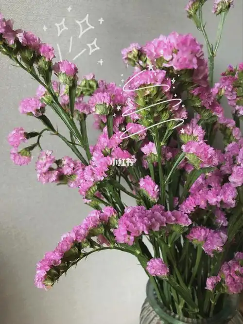 每周一花勿忘我