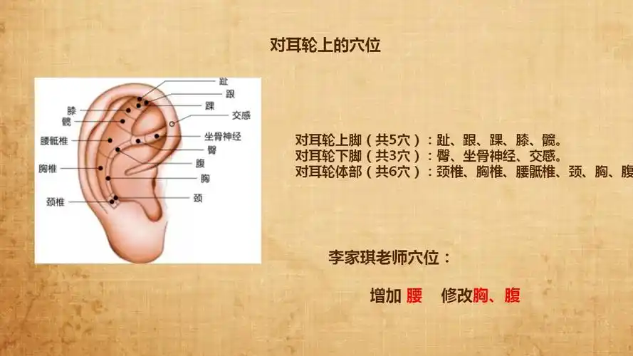 第六节:耳穴详解3—对耳轮(9月4日)