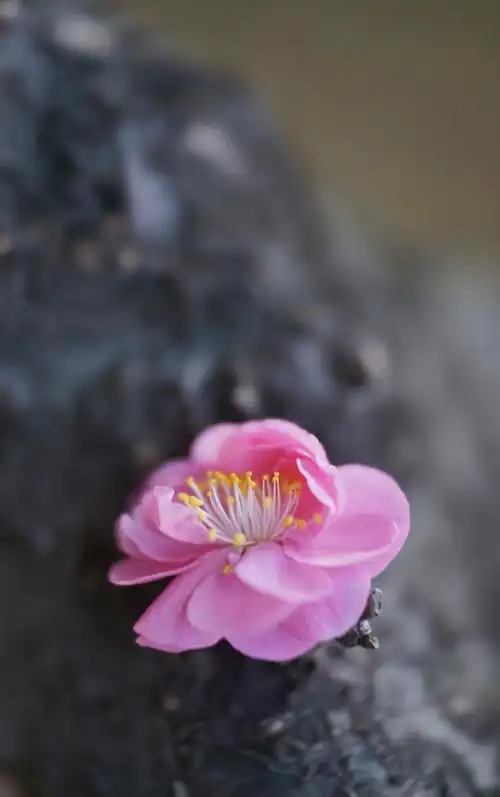 梅花颂,——梅花吐蕊,含苞待放