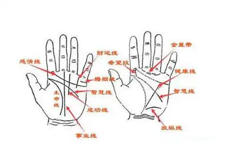 教你如何从手相看财运