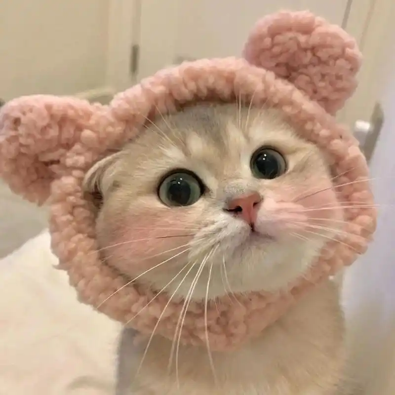 超可爱的猫咪头像93 真的好喜欢好喜欢好喜欢好喜欢好喜欢 超级可爱