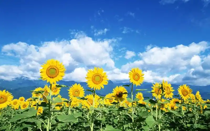 向日葵壁纸1920x1080分辨率下载,向日葵壁纸,高清图片 - ipad壁纸