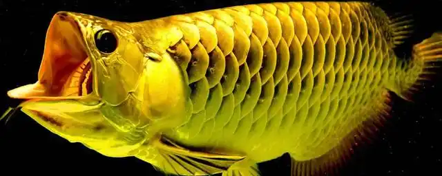 20公分龙鱼一年长多大?