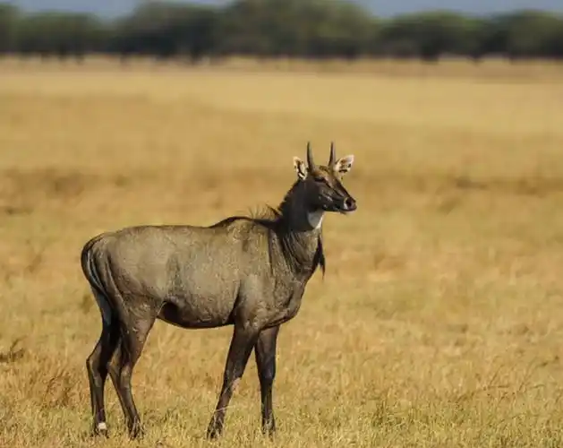 tragelaphus hippelaphus