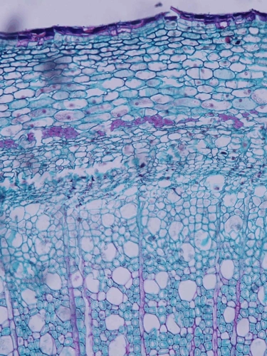 草本双子叶植物的茎最外层为表皮,常有毛茸,气孔,角质层,蜡被等