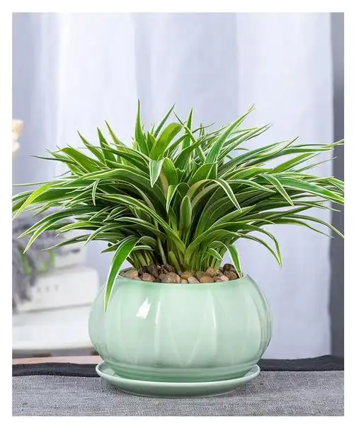 金边吊兰植物室内好养花卉绿植四季常绿可水养水培桌面小盆栽易活