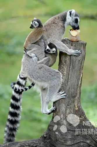 当地时间2019年6月15日,意大利罗马,气温高达30度,罗马动物园里